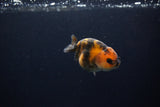 Baby Ranchu  Calico 2.5 Inch (ID#1217R9c-41) Free2Day SHIPPING