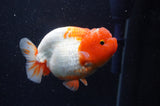Lionchu  Red White 4 Inch (ID#228R12b-105) Free2Day SHIPPING