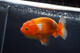 Juvenile Lionchu  Red White 3.5 Inch (ID#404R11a-7) Free2Day SHIPPING