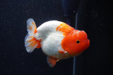 Lionchu  Red White 4 Inch (ID#228R12b-105) Free2Day SHIPPING