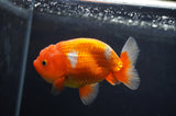 Juvenile Lionchu  Red White 3.5 Inch (ID#404R11a-7) Free2Day SHIPPING