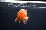 Juvenile Lionchu  Red White 3.5 Inch (ID#404R11a-7) Free2Day SHIPPING