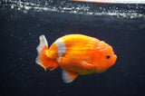 Juvenile Lionchu  Red White 3.5 Inch (ID#404R11a-7) Free2Day SHIPPING