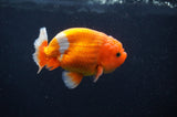 Juvenile Lionchu  Red White 3.5 Inch (ID#404R11a-7) Free2Day SHIPPING