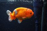 Juvenile Lionchu  Red White 3.5 Inch (ID#404R11a-7) Free2Day SHIPPING