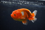 Juvenile Lionchu  Red White 3.5 Inch (ID#404R11a-7) Free2Day SHIPPING