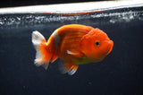 Juvenile Lionchu  Red White 3.5 Inch (ID#404R11a-7) Free2Day SHIPPING