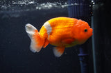 Juvenile Lionchu  Red White 3.5 Inch (ID#404R11a-7) Free2Day SHIPPING