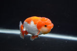 Juvenile Lionchu  Red White 3.5 Inch (ID#404R11a-8) Free2Day SHIPPING