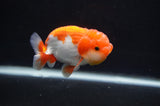 Juvenile Lionchu  Red White 3.5 Inch (ID#404R11a-8) Free2Day SHIPPING