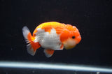 Juvenile Lionchu  Red White 3.5 Inch (ID#404R11a-8) Free2Day SHIPPING