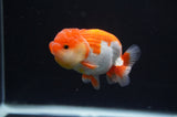 Juvenile Lionchu  Red White 3.5 Inch (ID#404R11a-8) Free2Day SHIPPING