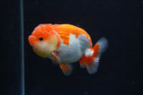 Juvenile Lionchu  Red White 3.5 Inch (ID#404R11a-8) Free2Day SHIPPING