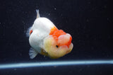 Lionchu  Red White 4 Inch (ID#304R12b-101) Free2Day SHIPPING