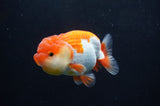 Juvenile Lionchu  Red White 3.5 Inch (ID#404R11a-8) Free2Day SHIPPING