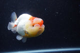 Lionchu  Red White 4 Inch (ID#304R12b-101) Free2Day SHIPPING