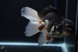 Thai Oranda  Tricolor 5 Inch (ID#1203To6b-111)