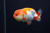 Juvenile Lionchu  Red White 3.5 Inch (ID#404R11a-8) Free2Day SHIPPING