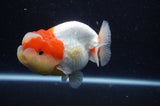 Lionchu  Red White 4 Inch (ID#304R12b-101) Free2Day SHIPPING