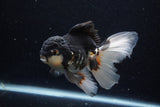 Thai Oranda  Tricolor 5 Inch (ID#1203To6b-111)