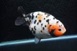 Jumbo Ranchu  Calico 5.5 Inch (ID#1217R14a-100)