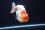 Lionchu  Red White 4 Inch (ID#304R12b-101) Free2Day SHIPPING