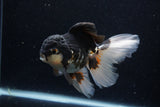 Thai Oranda  Tricolor 5 Inch (ID#1203To6b-111)