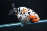 Jumbo Ranchu  Calico 5.5 Inch (ID#1217R14a-100)