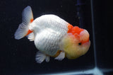 Lionchu  Red White 4 Inch (ID#304R12b-101) Free2Day SHIPPING