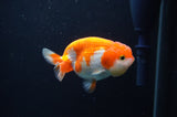 Juvenile Lionchu  Red White 3.5 Inch (ID#404R11a-9) Free2Day SHIPPING