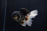 Thai Oranda  Tricolor 5 Inch (ID#1203To6b-111)