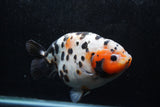 Jumbo Ranchu  Calico 5.5 Inch (ID#1217R14a-100)