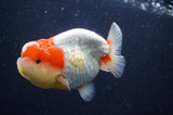 Lionchu  Red White 4 Inch (ID#304R12b-101) Free2Day SHIPPING