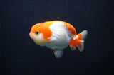 Juvenile Lionchu  Red White 3.5 Inch (ID#404R11a-9) Free2Day SHIPPING