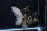 Thai Oranda  Tricolor 5 Inch (ID#1203To6b-111)