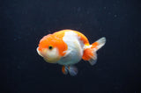 Juvenile Lionchu  Red White 3.5 Inch (ID#404R11a-9) Free2Day SHIPPING