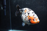 Jumbo Ranchu  Calico 5.5 Inch (ID#1217R14a-100)