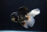 Thai Oranda  Tricolor 5 Inch (ID#1203To6b-111)