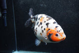 Jumbo Ranchu  Calico 5.5 Inch (ID#1217R14a-100)