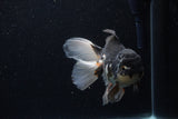 Thai Oranda  Tricolor 5 Inch (ID#1203To6b-111)