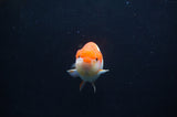 Juvenile Lionchu  Red White 3.5 Inch (ID#404R11a-9) Free2Day SHIPPING