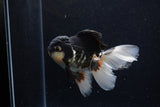 Thai Oranda  Tricolor 5 Inch (ID#1203To6b-111)