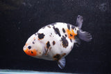 Jumbo Ranchu  Calico 5.5 Inch (ID#1217R14a-100)