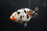 Jumbo Ranchu  Calico 5.5 Inch (ID#1217R14a-100)