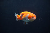Juvenile Lionchu  Red White 3.5 Inch (ID#404R11a-9) Free2Day SHIPPING