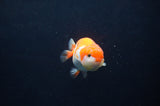 Juvenile Lionchu  Red White 3.5 Inch (ID#404R11a-9) Free2Day SHIPPING