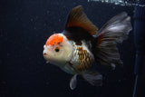 Thai Oranda  Tricolor 5.5 Inch (ID#1203To6b-112)