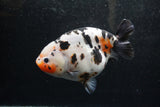 Jumbo Ranchu  Calico 5.5 Inch (ID#1217R14a-100)