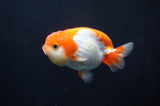 Juvenile Lionchu  Red White 3.5 Inch (ID#404R11a-9) Free2Day SHIPPING