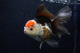 Thai Oranda  Tricolor 5.5 Inch (ID#1203To6b-112)